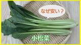 「小松菜」人気上昇中 ほうれん草より10~20%安いなぜ?高栄養価で下処理不要 | 長崎のニュース | 天気 | NBC長崎放送