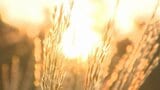 県内は厳しい残暑 高原は秋の装い 被災地ではボランティアの支援活動続く 大分 | 大分のニュース|OBS NEWS|大分放送