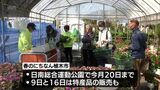季節の花々や果樹の苗木などを展示即売 春のにちなん植木市 日南総合運動公園で今月20日まで|TBS NEWS DIG