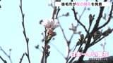 高知県宿毛市で「日本一早いサクラの開花」　独自に設定したソメイヨシノの標本木に１１輪|TBS NEWS DIG