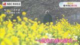 早咲きの菜の花が見頃 川沿いに1.5キロ続く“憩いの道” 長崎県・佐々川 | 長崎のニュース | 天気 | NBC長崎放送