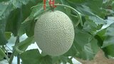 「マスクメロン」高校生が育て収穫、販売へ 大分 | 大分のニュース|OBS NEWS|大分放送