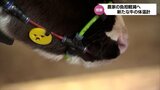 農家の負担軽減へ 都城市の酪農家が開発 舌で測る牛の自動体温計測器 24時間計測が可能 | MRTニュース | MRT宮崎放送