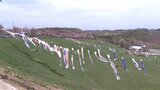 空に映えるこいのぼりとヤマザクラ 岩手・葛巻町の牧場で春の祭り|TBS NEWS DIG