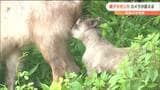 子どもがおっぱいを飲む姿も… 取材カメラ住宅地でカモシカ親子をキャッチ 「住みやすいのかしら…」|TBS NEWS DIG