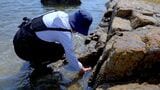 「生き物観察」で海を楽しもう 秋の浜辺でテッポウエビやガザミなど小さな生き物たちを見つけるコツは? | 岡山・香川のニュース | 天気 | RSK山陽放送