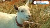 ピカピカの1年生はヤギ　全校児童8人の小学校で入学式　鹿児島・伊佐市南永小学校　|　鹿児島のニュース｜MBC NEWS｜南日本放送