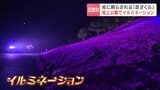 【絶景】満開の芝ざくらが光に照らされる！滝上公園で初のイルミネーション　21日から3日間限定　今週末見頃を迎える幻想的な風景|TBS NEWS DIG