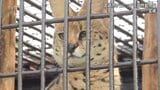 大きな耳に特徴的な黒いまだら模様　ネコ科のサーバルが宮崎市フェニックス自然動物園に仲間入り　|　MRTニュース ｜ ＭＲＴ宮崎放送