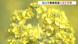 青空広がり4月中旬の暖かさに 春を感じさせる菜の花が見頃 富山 | 富山のニュース|天気・防災|チューリップテレビ
