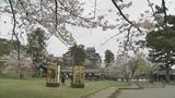 ４年ぶり…宴会も…出店も…武者行列も復活　松江でサクラ「満開」お花見シーズンイン　島根・松江市　|　BSSニュース | BSS山陰放送