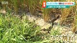 雨が一気に降ると“土砂崩れ”の危険「コメの減収よりもひび割れた水田の被害の方が大きい」新潟・上越市　|　新潟のニュース・天気｜BSN NEWS｜BSN新潟放送