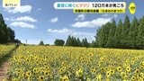 夏の青空と黄色い花 農園に咲くヒマワリが見ごろ 広島県世羅町|TBS NEWS DIG