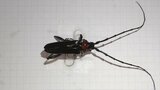 果樹を食い荒らす特定外来生物「クビアカツヤカミキリ」　県内で初確認　発見したら駆除し林務環境事務所などに連絡を　山梨　|　山梨のニュース | ＵＴＹテレビ山梨