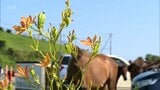 都井岬 ヒオウギの花見ごろ | MRTニュース | MRT宮崎放送