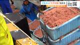 2年ぶり 春の訪れを告げる「イサダ漁」で初水揚げ 宮城・気仙沼市 | 宮城のニュース│tbc NEWS│tbc東北放送