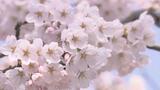 2024年最初の「サクラの開花予想」を発表　全国的に平年より早くなる見込み　開花のトップは福岡・高知で3月19日　20日には熊本や東京などでも開花か　　|　青森のニュース│ATV NEWS│青森テレビ