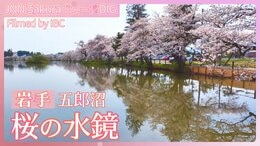 五郎沼の桜~平安時代からの歴史ある沼~【JNN sakuraドローンDIG 2024】|TBS NEWS DIG