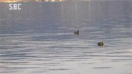 きょうは「小寒」　諏訪湖では「御神渡り」の見回り始まる　2018年を最後に出現なし「さらなる冷え込みに期待」長野|TBS NEWS DIG