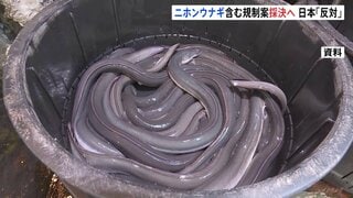ニホンウナギ含む取引規制案きょう午後採決へ　日本は「反対」を各国に働きかけ　ワシントン条約の締約国会議| TBS CROSS DIG with Bloomberg