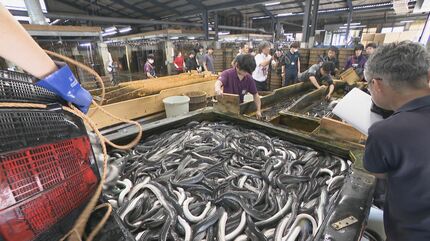 一色産ウナギ“土用の丑の日”を前に出荷最盛期 エサ代・燃料費高騰も
