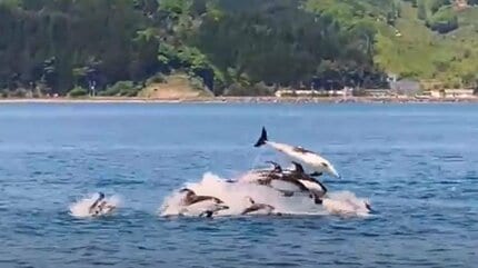 あおいるか あおいるか*Dahlia* - YouTube