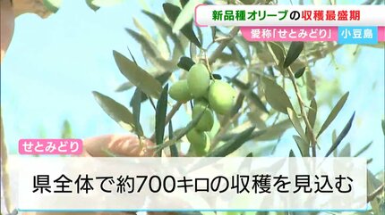 小豆島のオリーブ新品種が収獲の最盛期 愛称は「せとみどり」 実が
