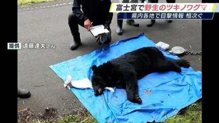 えっ何これ?」うごめく黒い影の正体とは 民家近くでツキノワグマが罠に