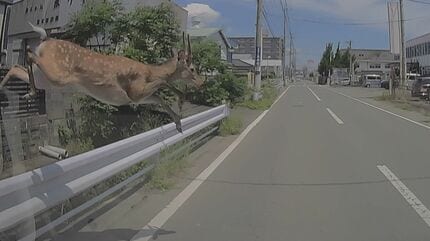 まさか』シカがボンネットに激突 跳ね飛ばされてもすぐ立ち上がり…追跡