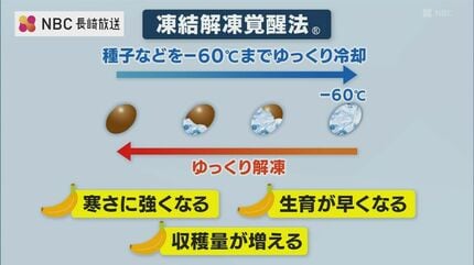 皮ごと食べられる高級バナナ「ホタルバナナ」 本業は建設業「湧水を
