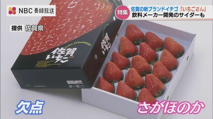 佐賀県が威信をかけた新ブランド苺『いちごさん』 サイダーにも | 長崎