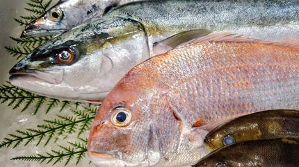 魚のあら”を海上投棄 数年前から常習的に 海底には魚の骨の山…長崎