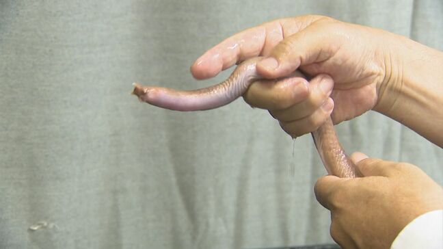 「生きた化石」とも呼ばれる「ヌタウナギ」知られざる生態を解明…通説覆す発表「50年近く生きることも」 実は島根県沖の日本海が全国有数の漁獲高|TBS NEWS DIG