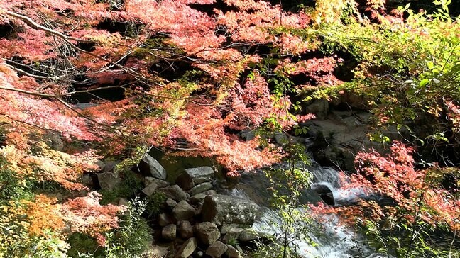 総社市の豪渓で紅葉が見ごろ 色付いた木々と屏風のような岩石の渓谷美を楽しんで【岡山】|TBS NEWS DIG