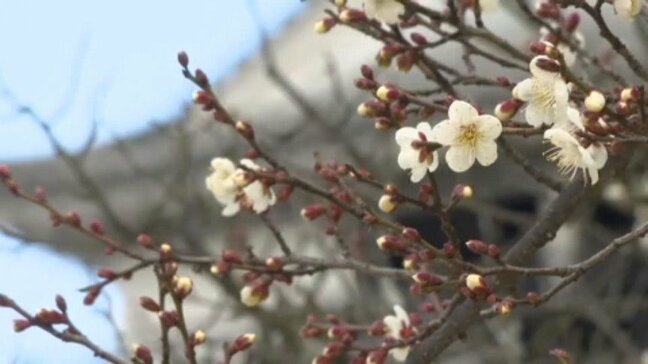 「みんなと平和に過ごせてとても幸せ」 昔のおもちゃに芸者の舞 お城で過ごすお正月【愛媛・松山】|TBS NEWS DIG