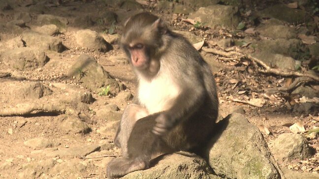 高崎山でニホンザルの個体数調査　ボランティアと市職員が目視で確認　大分|TBS NEWS DIG