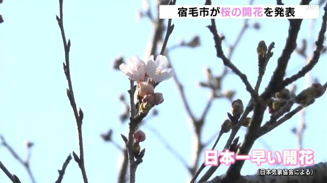 高知県宿毛市で「日本一早いサクラの開花」　独自に設定したソメイヨシノの標本木に１１輪|TBS NEWS DIG