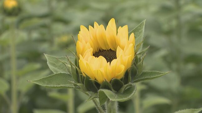 ヒマワリの出荷に追われる　長野県内トップの約6割を占める安曇野市　あるプレゼントでこの時期に注目！その理由は？花言葉にヒント!?|TBS NEWS DIG