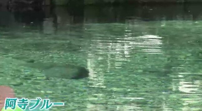 エメラルドグリーンの清流に魅了 新緑の阿寺渓谷 「阿寺ブルー」の景色を楽しむ 県内外から多くの家族連れ|TBS NEWS DIG