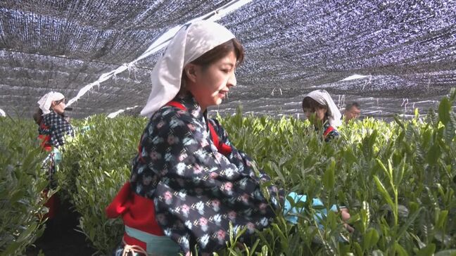 5月1日は立春から88日目の｢八十八夜｣ 全国有数の“茶どころ”愛知・西尾市で新茶摘み取りのセレモニー|TBS NEWS DIG