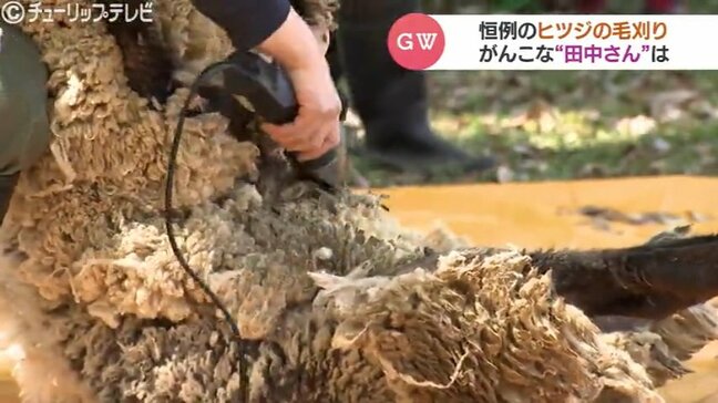 「意外とパワーは強い」ヒツジの毛刈り…職員が2人がかりで作業　1頭からとれる毛量は約1キロ　富山|TBS NEWS DIG