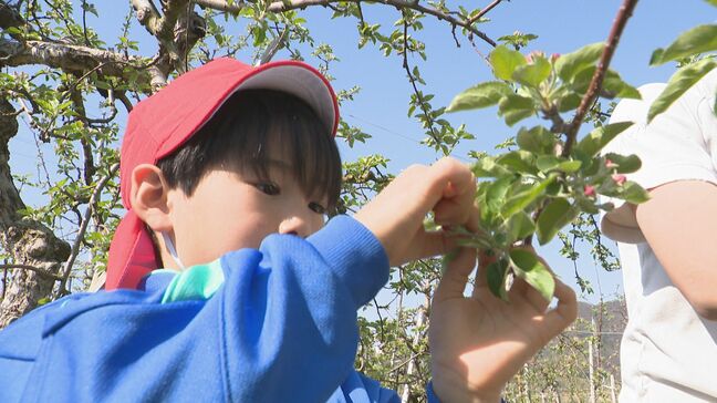 50年以上続く恒例行事！小学生がリンゴの「花摘み」作業を体験　地域の特産品の栽培を学ぶ|TBS NEWS DIG