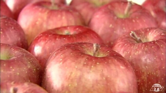 24年産の国産リンゴ輸出額は約182億円 過去2番目の高さ 青森県産の収穫量が少なく高値で推移 厳選出荷などが功を奏す|TBS NEWS DIG
