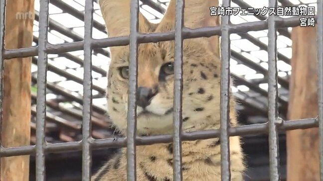 大きな耳に特徴的な黒いまだら模様 ネコ科のサーバルが宮崎市フェニックス自然動物園に仲間入り|TBS NEWS DIG