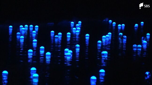 「桜と水色でめっちゃきれい」河津桜のライトアップと川を流れるLED電球のコラボレーションイベント「夜桜☆流れ星」10年ぶりに復活=静岡・南伊豆町|TBS NEWS DIG