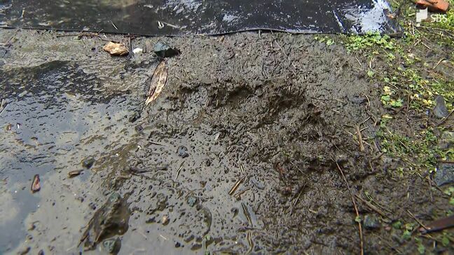 「これまでなかった、参った」住宅の庭に"クマの足跡"? 掛川の目撃場所から約2キロ、同一個体か|TBS NEWS DIG