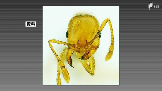 特定外来生物「アカカミアリ」御前崎港と清水港で確認　環境省が緊急防除=静岡県|TBS NEWS DIG