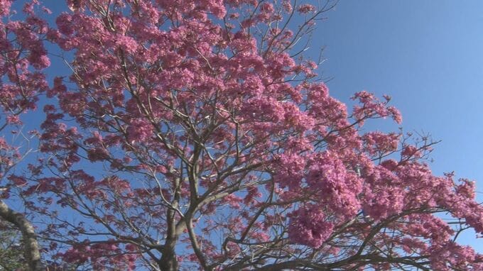 ブラジル原産の花木「モモイロイペー」が満開|TBS NEWS DIG