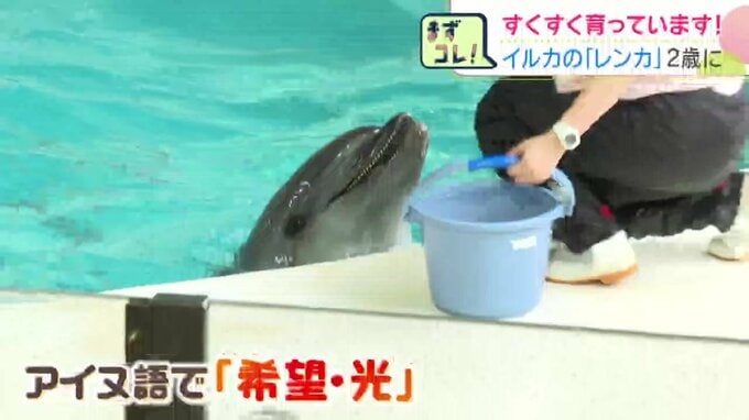 笑顔を見せるように水面から顔を出すバンドウイルカのレンカ