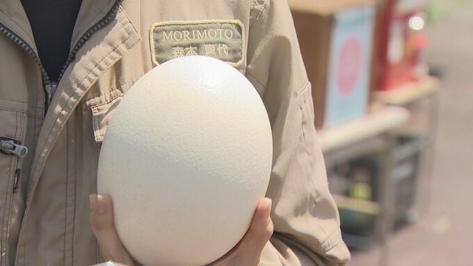 ヘビの抜け殻にダチョウのタマゴも！徳山動物園で販売中「おとしものガチャ」とは？　山口県周南市|TBS NEWS DIG